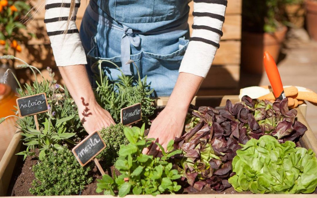 Inicio cuida tu huerta